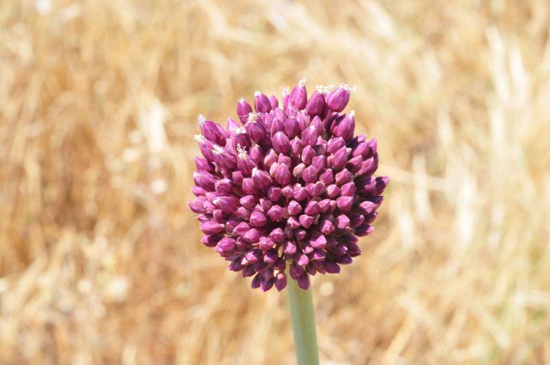 Allium cfr. porrum